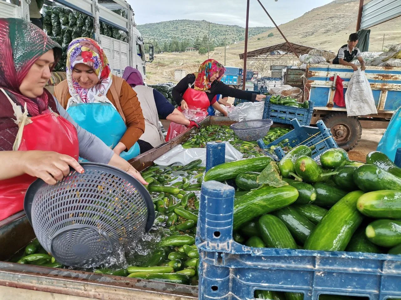 Kahramanmaraş’ta Salatalık Hasadı Başladı: Binlerce Ton Rekolte Bekleniyor!