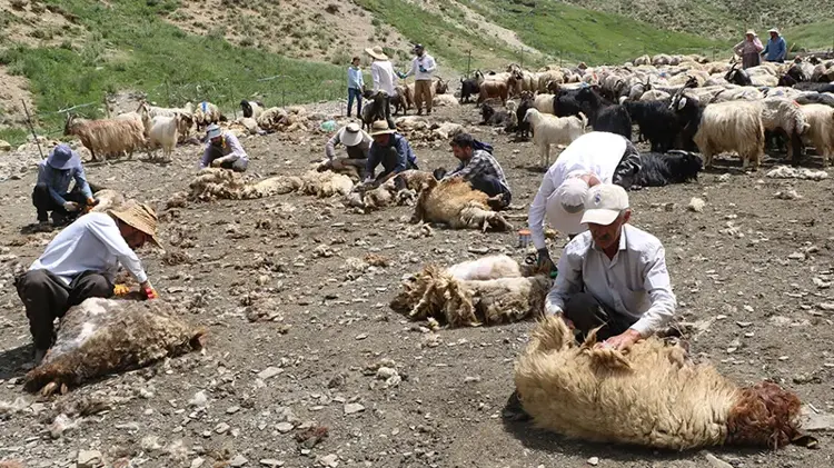 Ata Mirası Ağabeyli’de Hayat Buldu: 1. Koyun Kırpma Şenliği başladı