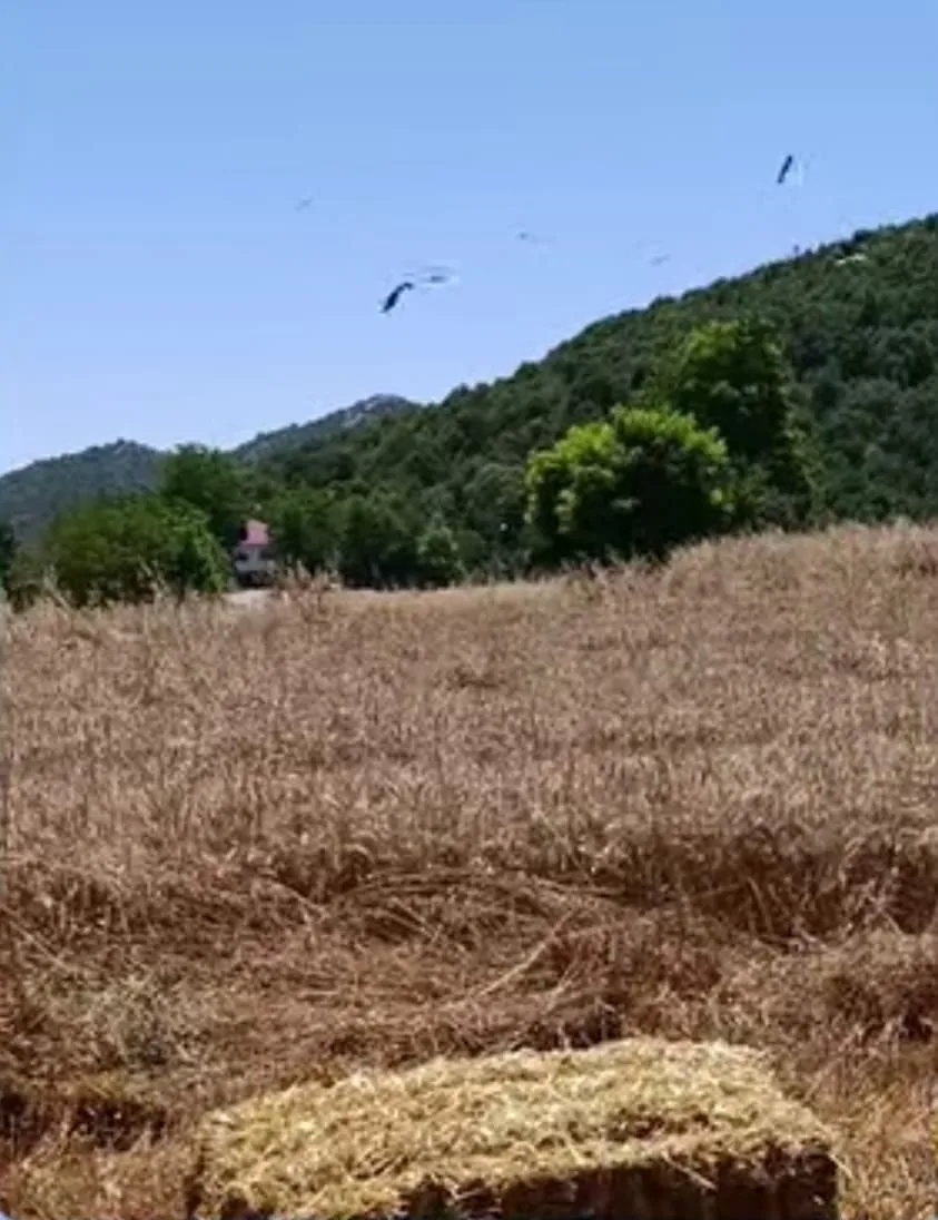 Andırın Tarlalarında Bereket Şöleni: Hasadın Ardından Leylek Akını!